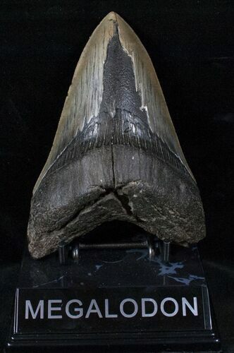 Bargain Lower Megalodon Tooth #13267